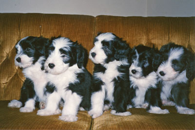 Boomer, a blck bearded collie, was in Megan's first litter. Here the five puppies are sitting on the couch. Boomer is in the middle.